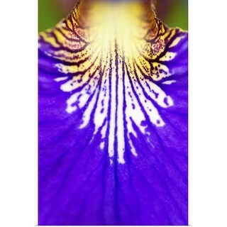 "Closeup of the wildflower, Blue flag Iris (Iris versicolor)" Poster